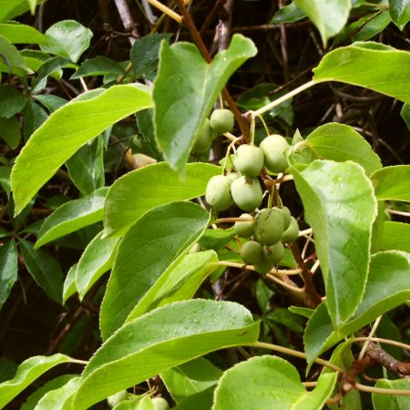 Actinidia arguta Kokuwa | Ovoce a bylinky |Zahradnictví Franc